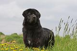 DOGUE DU TIBET 227